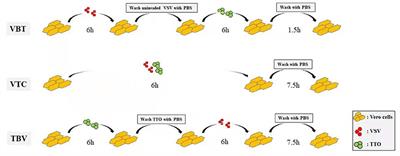 Intracellular Replication Inhibitory Effects of Tea Tree Oil on Vesicular Stomatitis Virus and Anti-inflammatory Activities in Vero Cells